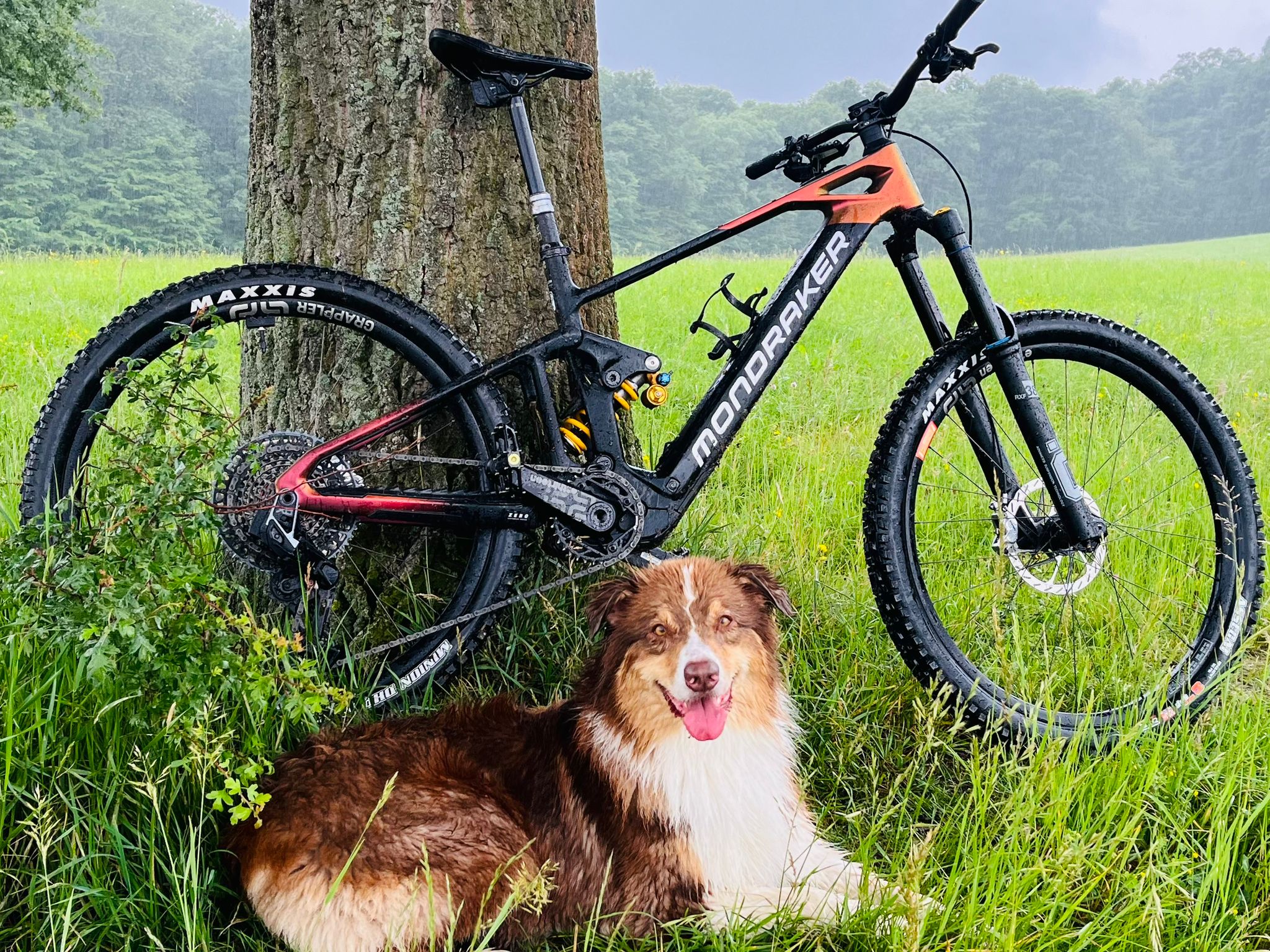 Mondraker Dune XR im Wienerwald mit Australian Shepard Diego